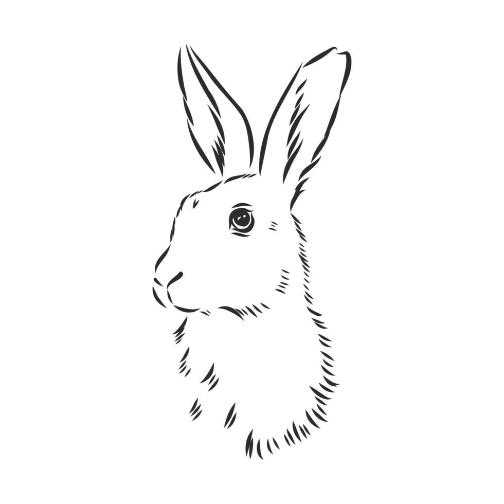 hare vector sketch
