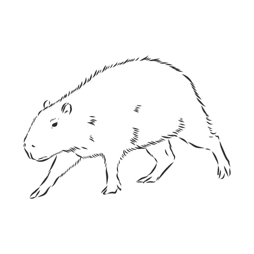 capybara vector sketch