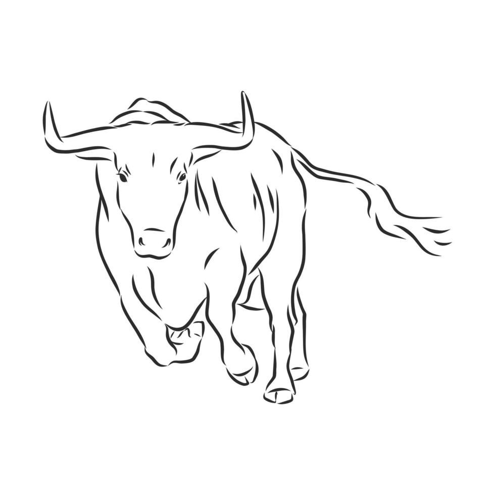 bosquejo del vector de la vaca del toro