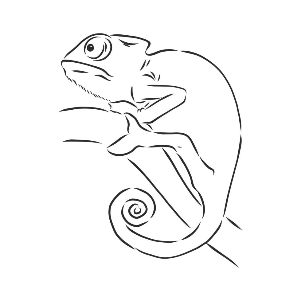 Hand Sketch Chameleon Stock Vector (Royalty Free) 303593483 | Shutterstock