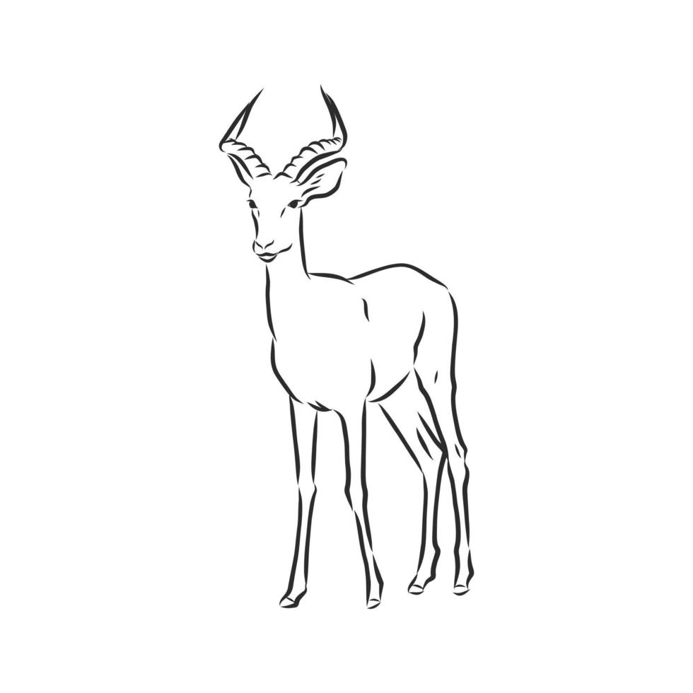 roe deer vector sketch