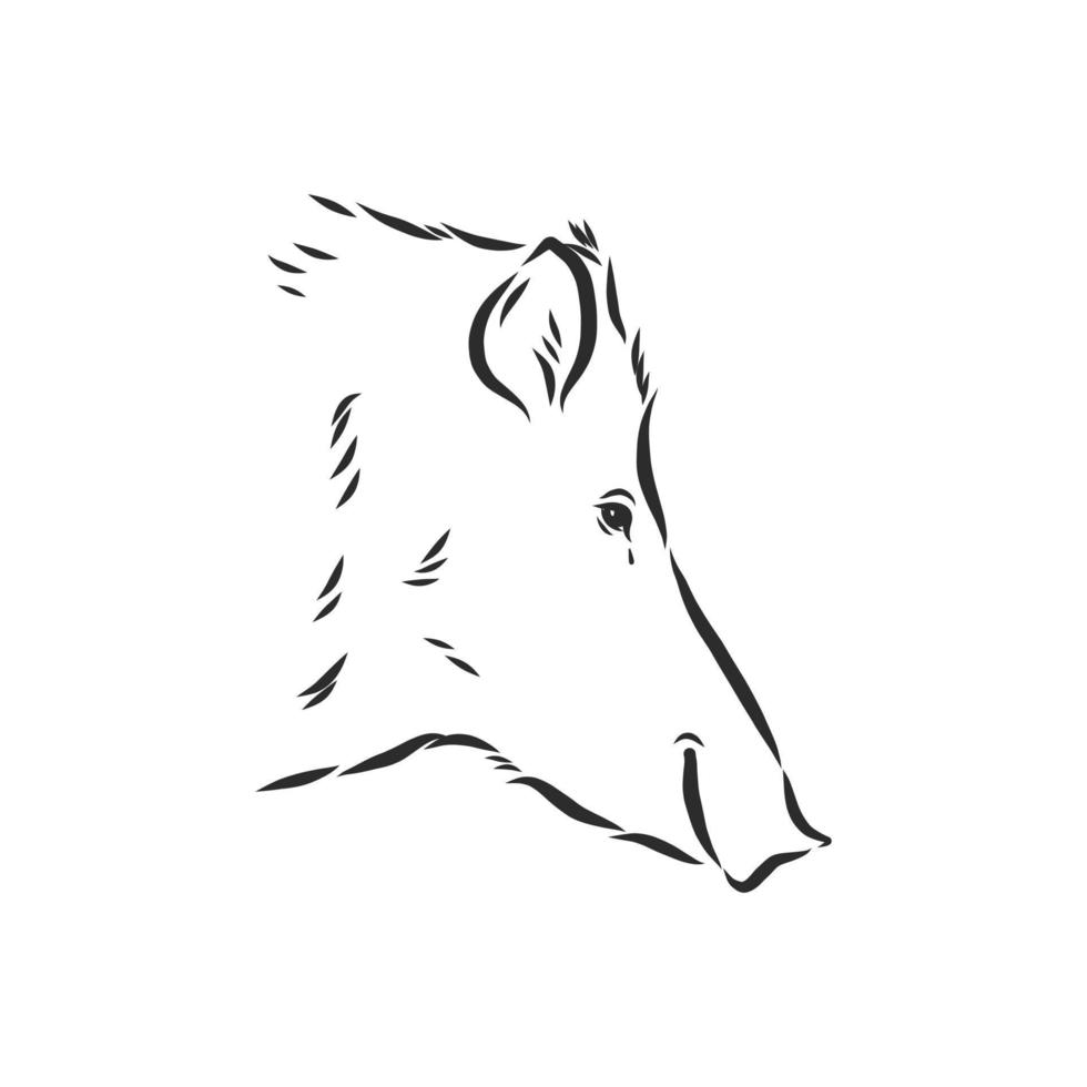 wild boar vector sketch
