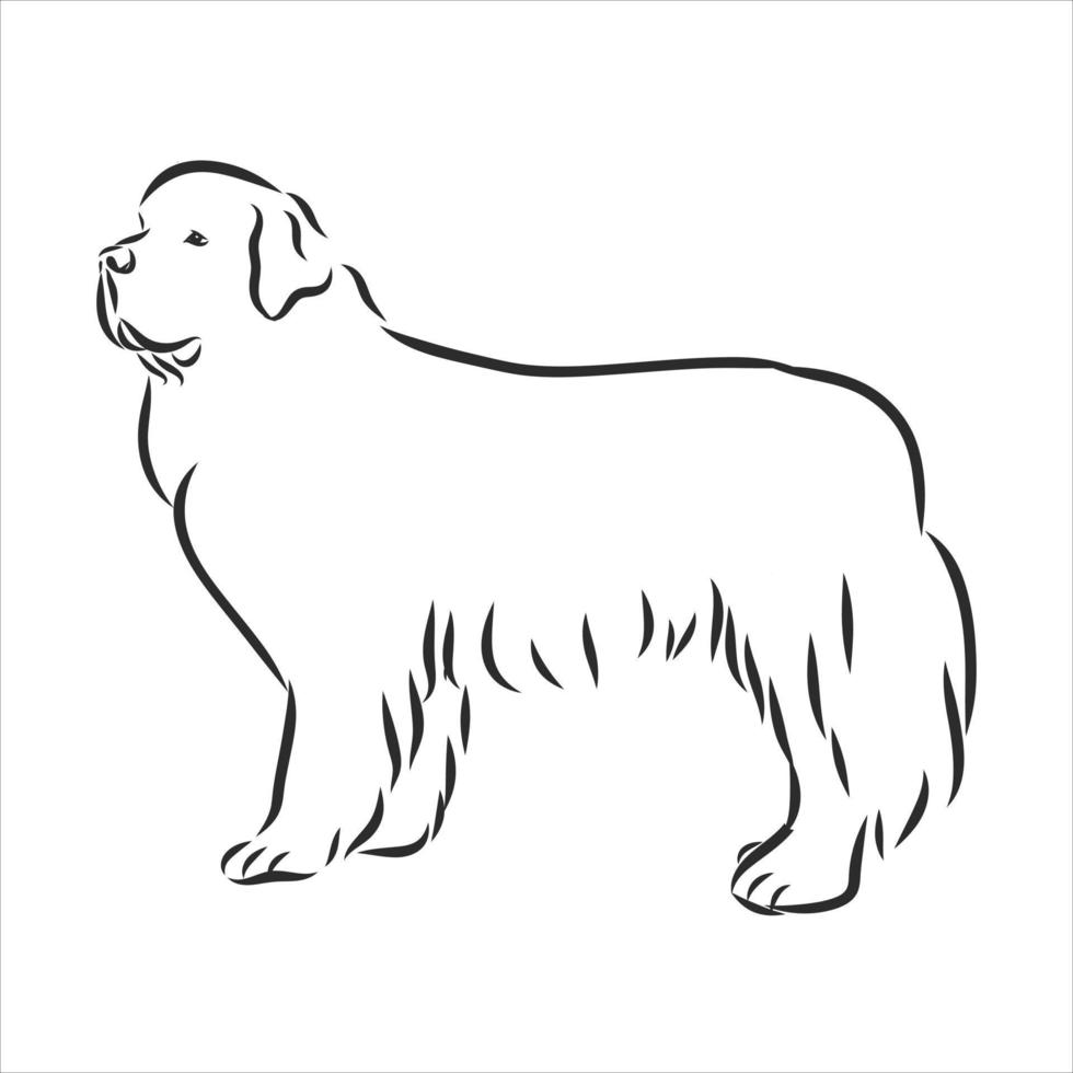 dog vector sketch