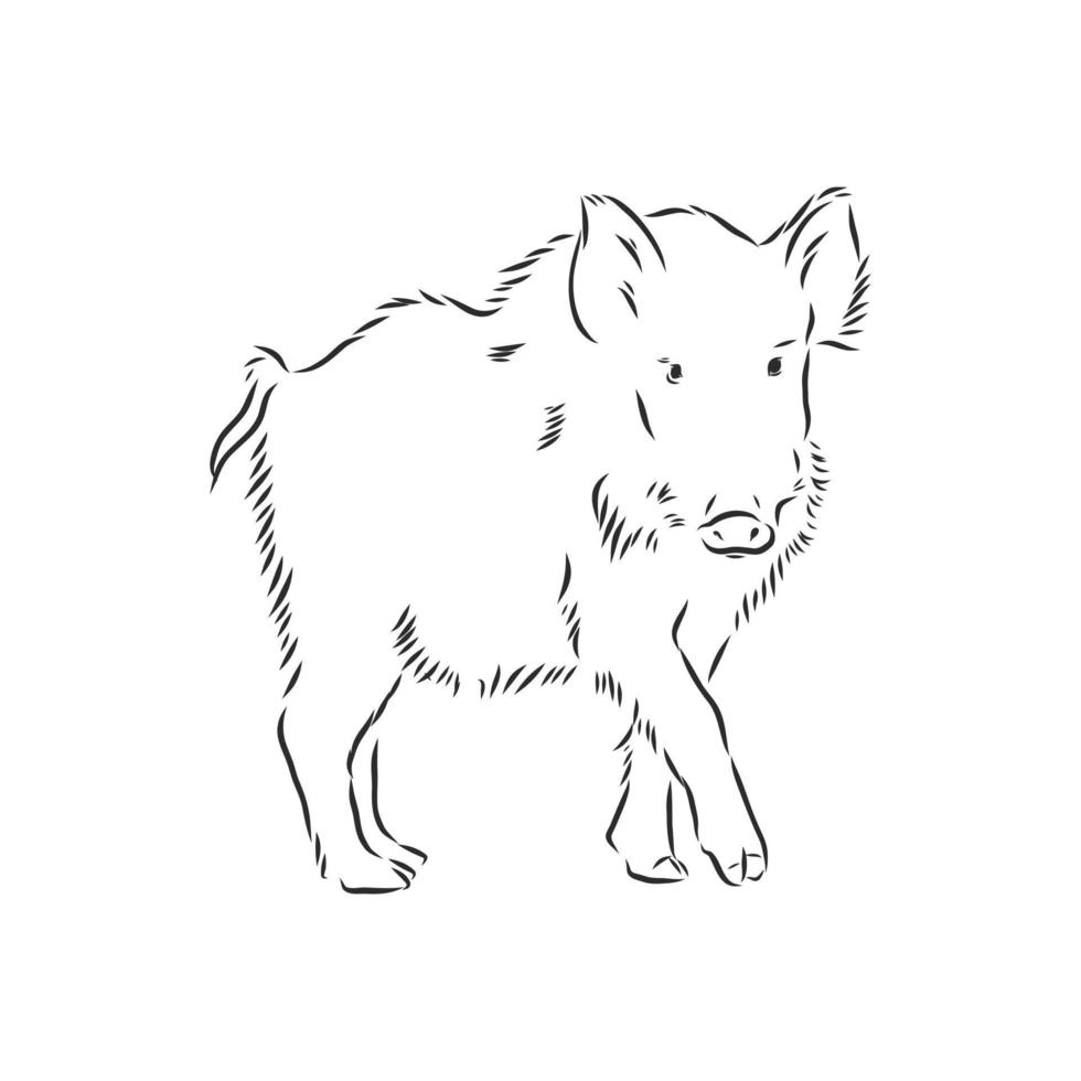 wild boar vector sketch