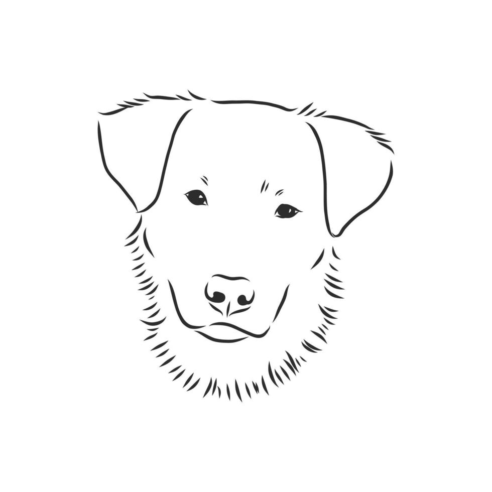 dog vector sketch