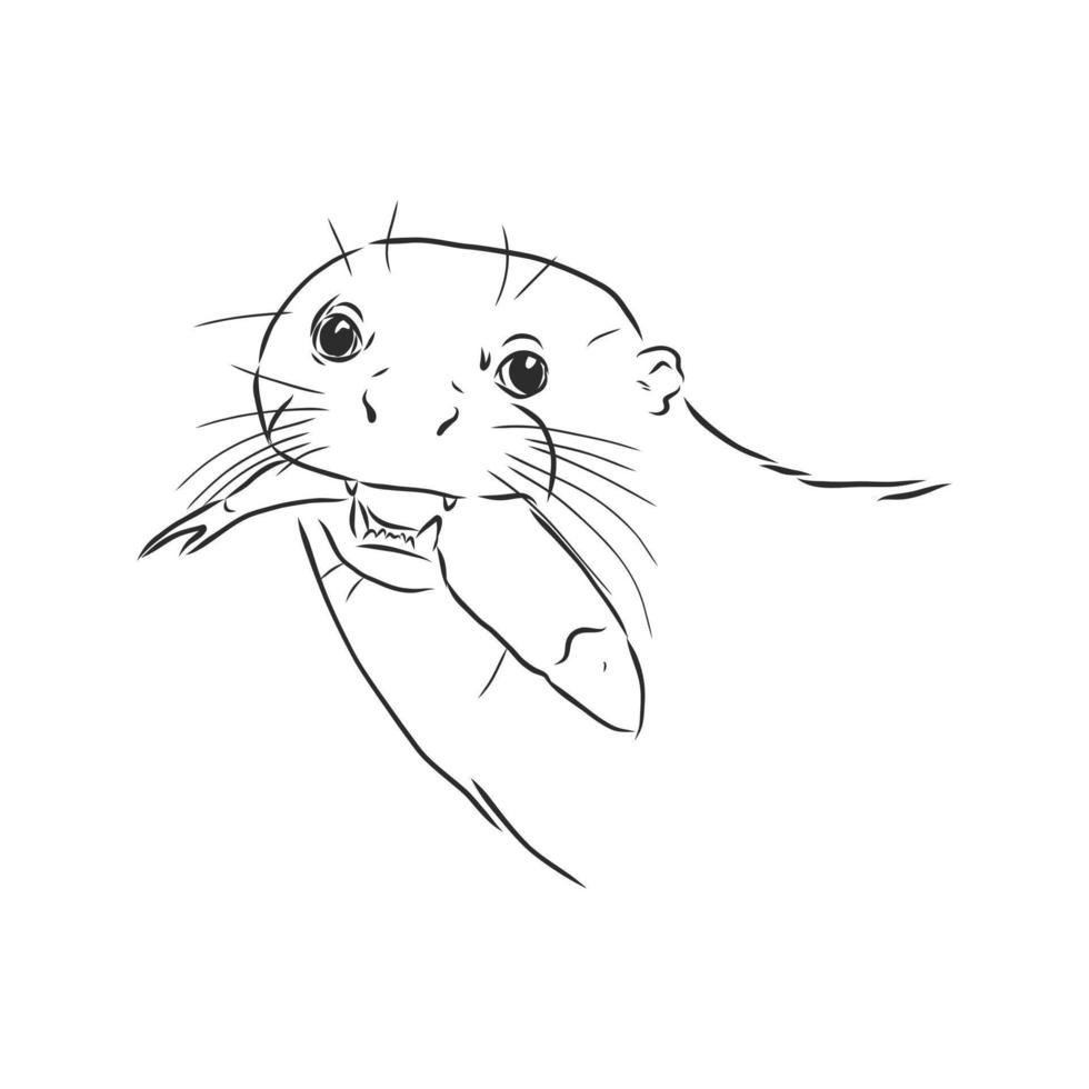 otter vector sketch