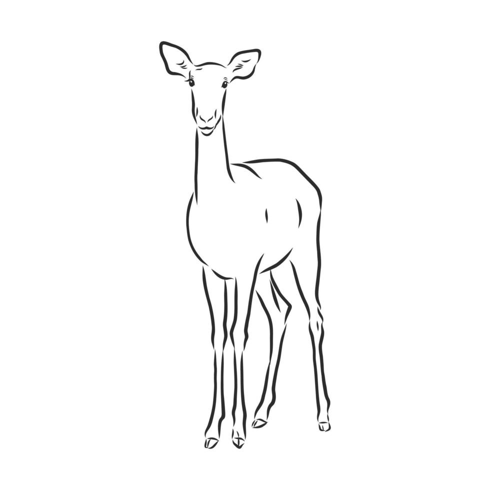 roe deer vector sketch