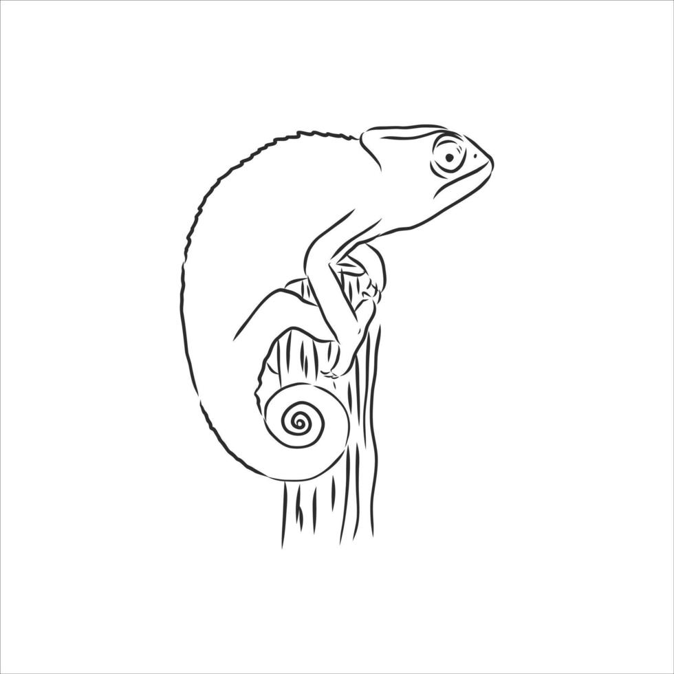 chameleon vector sketch