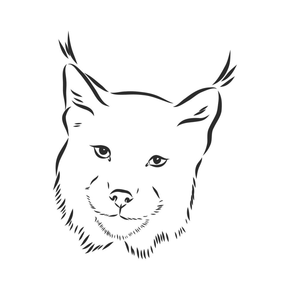 lynx vector sketch