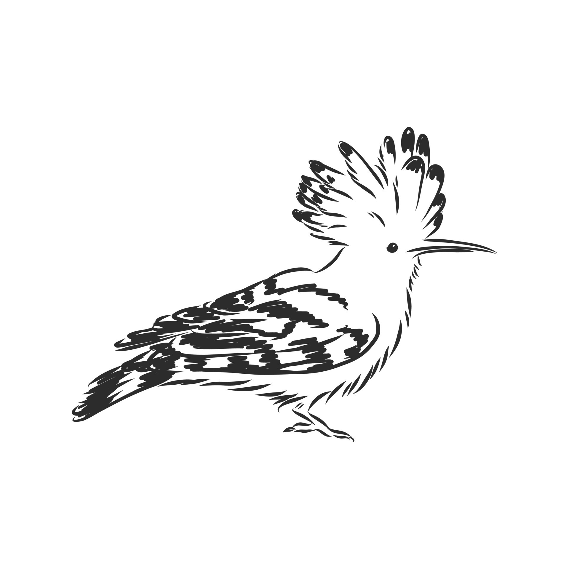 hoopoe bird vector sketch 8918006 Vector Art at Vecteezy