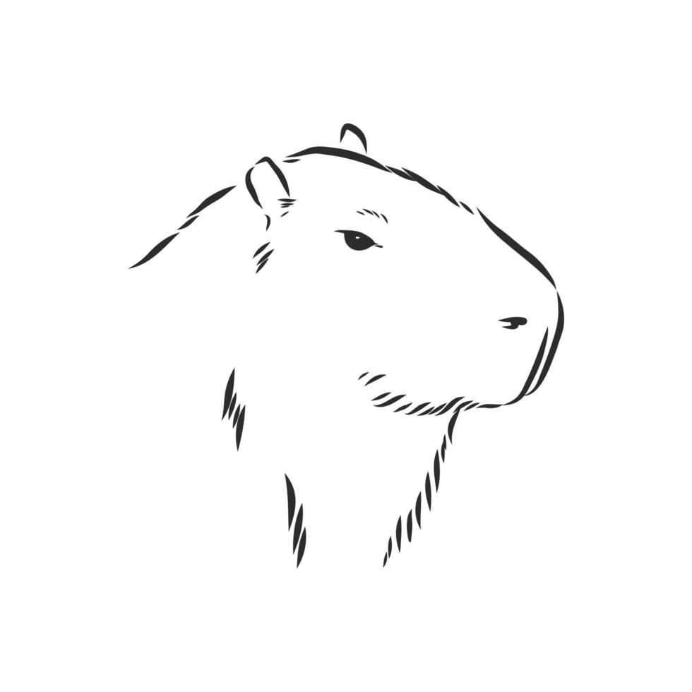 capybara vector sketch