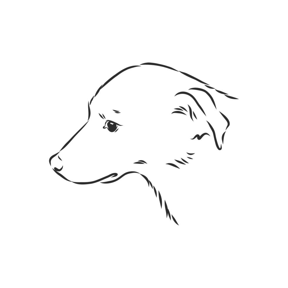 dog vector sketch