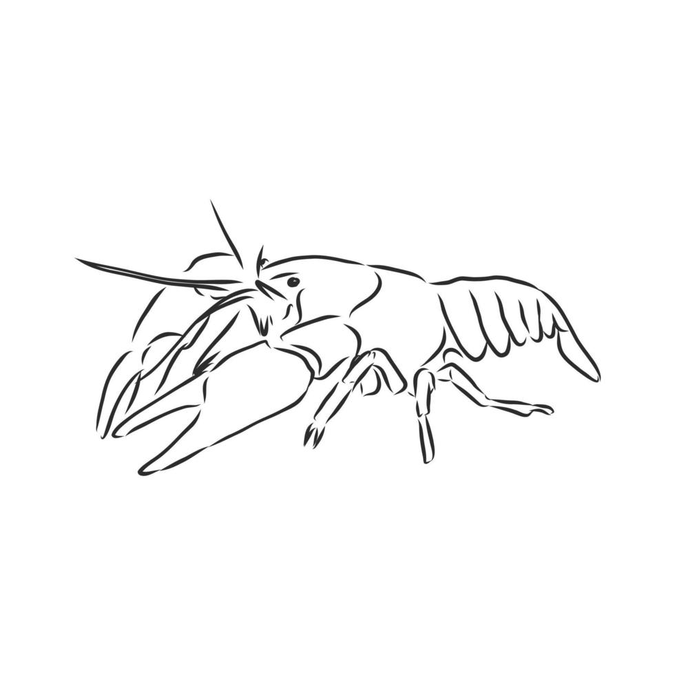 cancer animal vector sketch