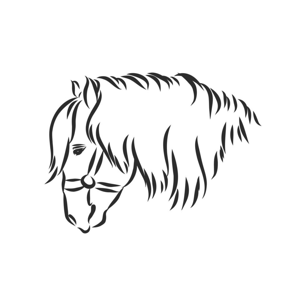 horse vector sketch