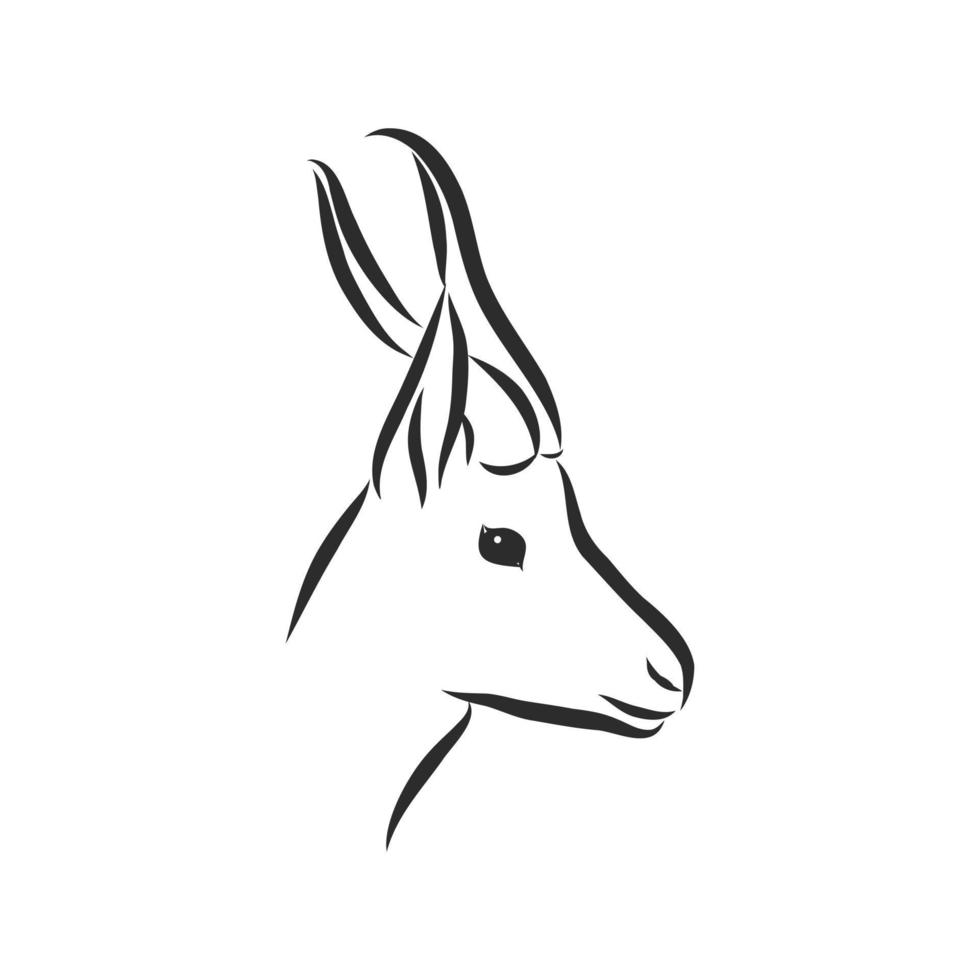 roe deer vector sketch