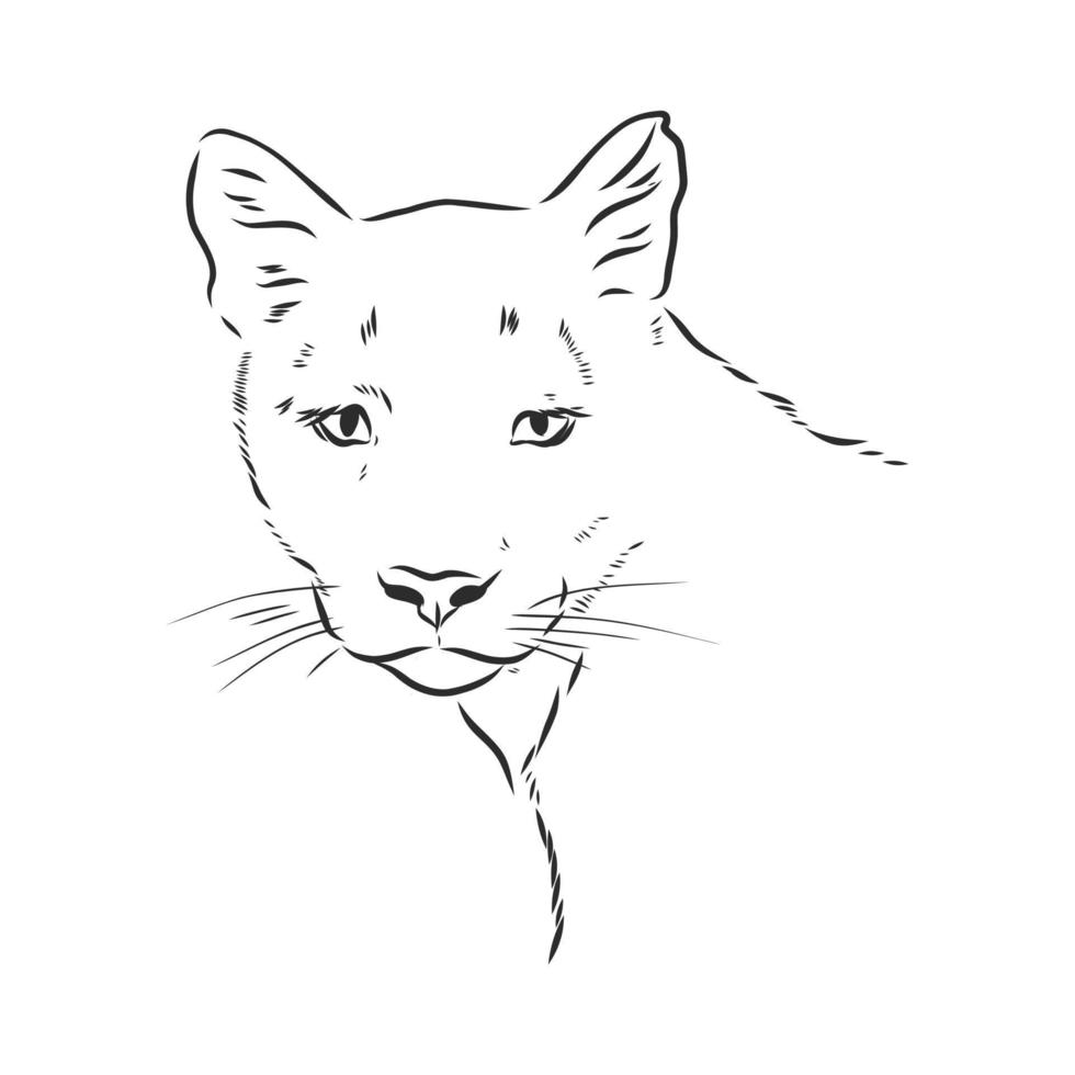 cougar vector sketch 8918110 Vector Art at Vecteezy