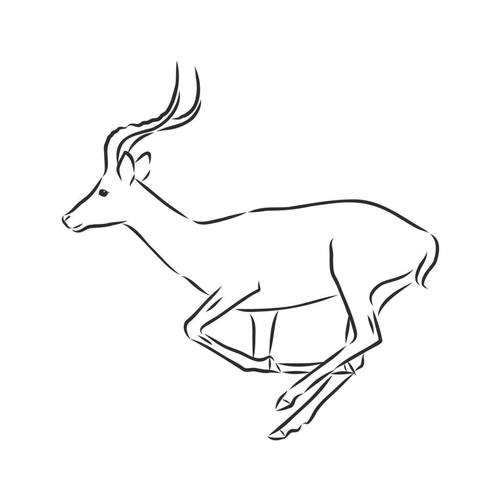 roe deer vector sketch