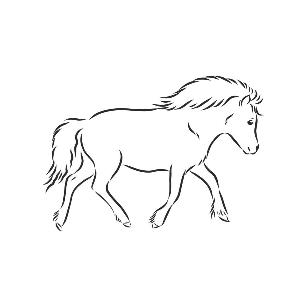 horse vector sketch