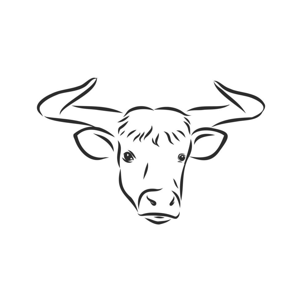 bosquejo del vector de la vaca del toro