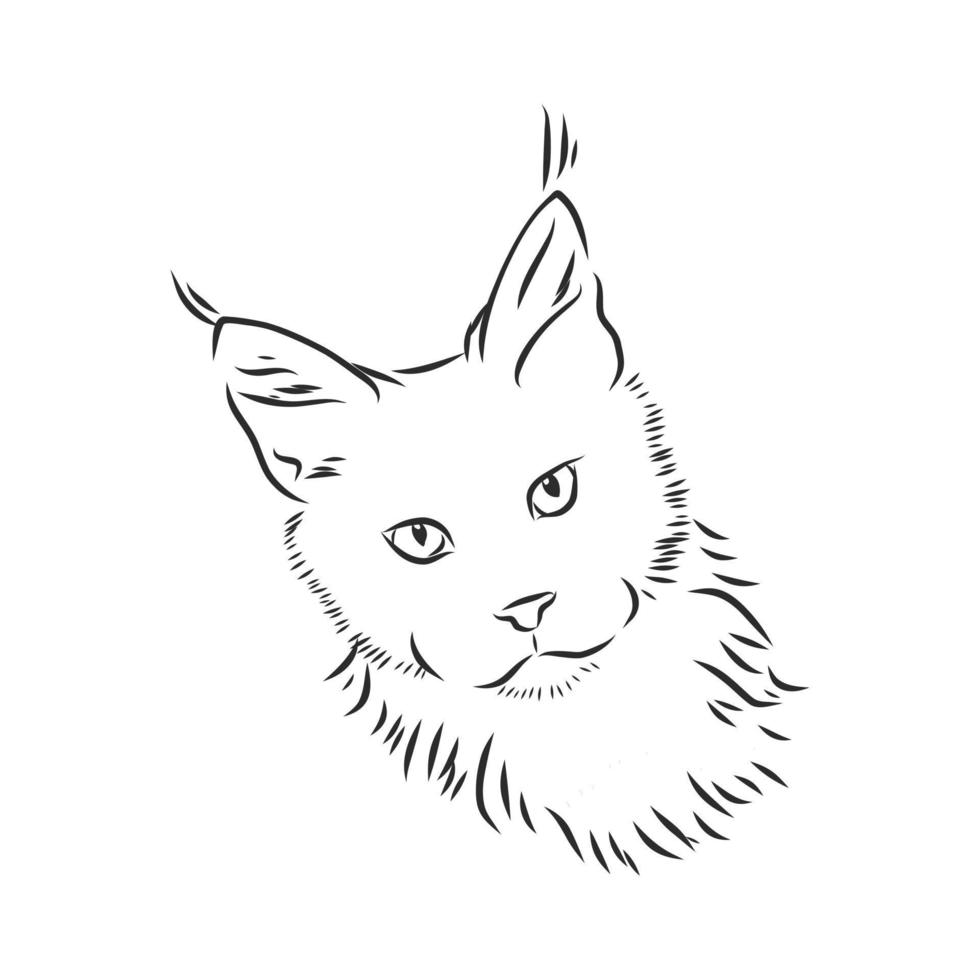 bosquejo del vector del gato de maine coon