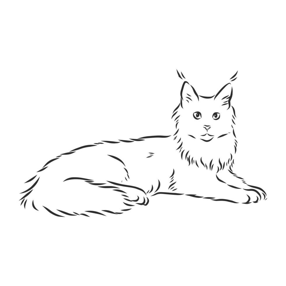 bosquejo del vector del gato de maine coon