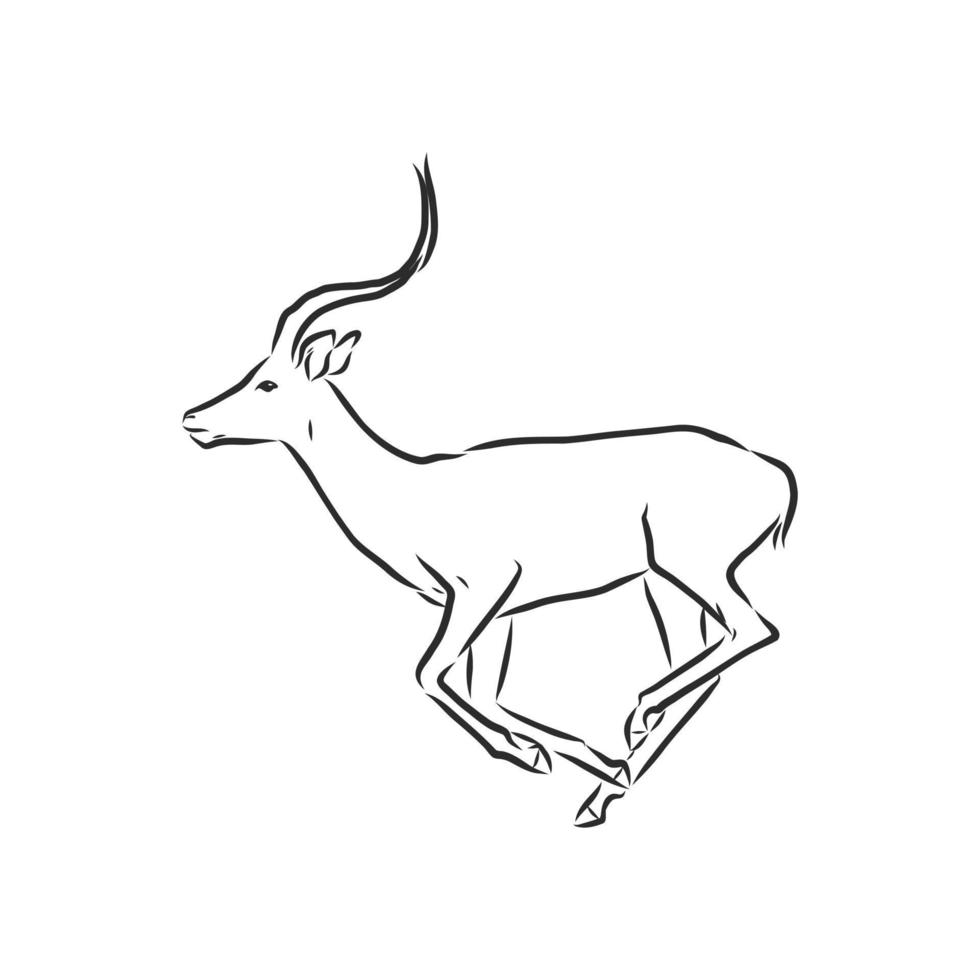 roe deer vector sketch