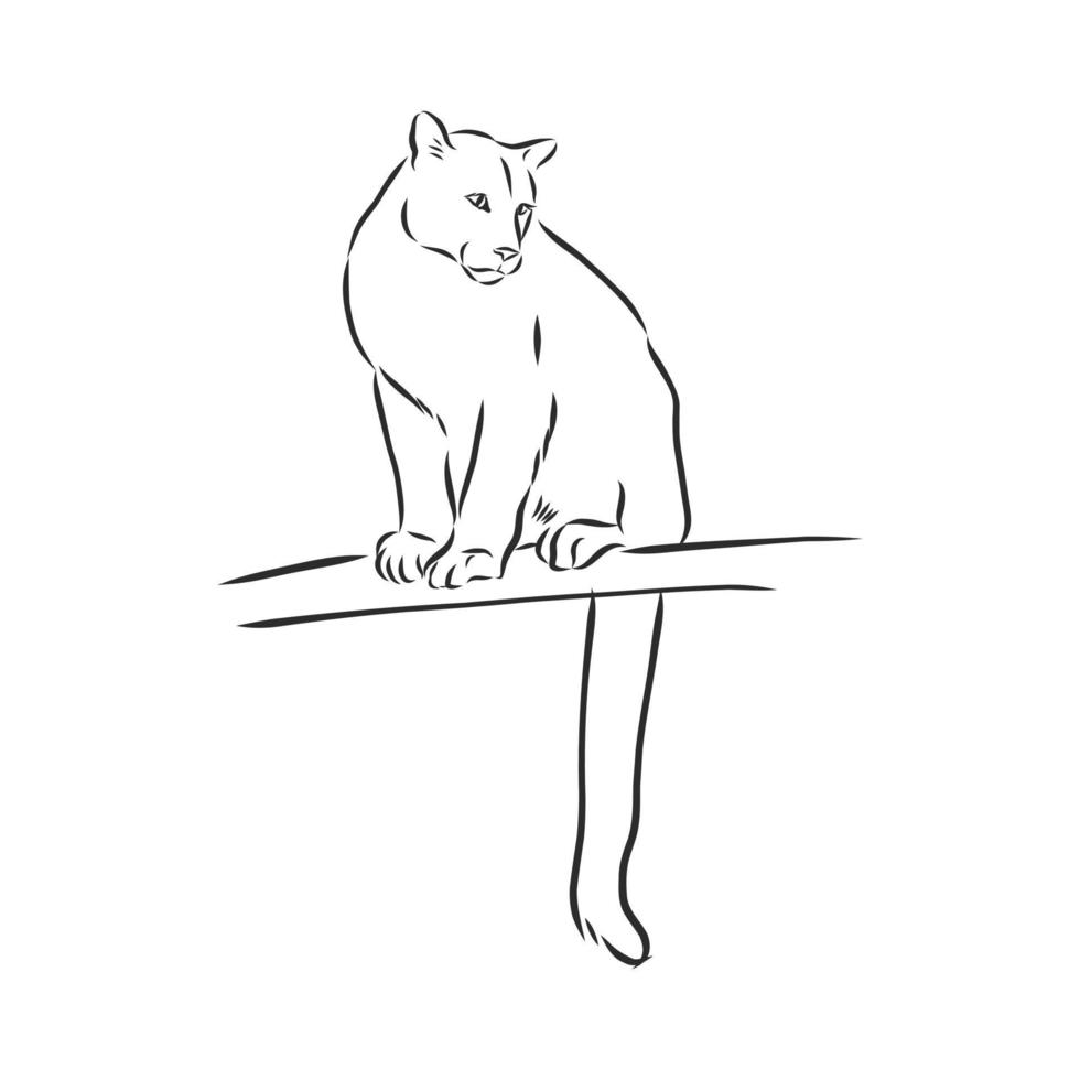 cougar vector sketch