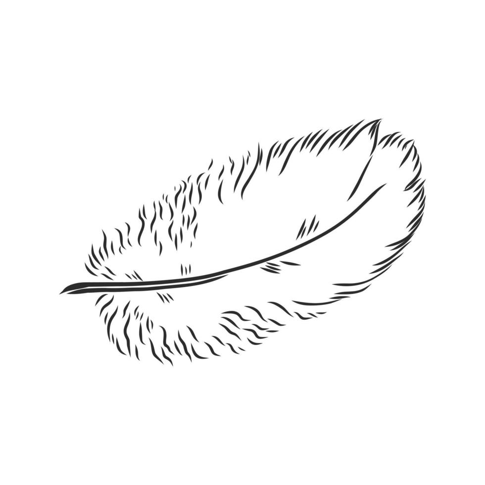 bosquejo del vector de la pluma de pájaro