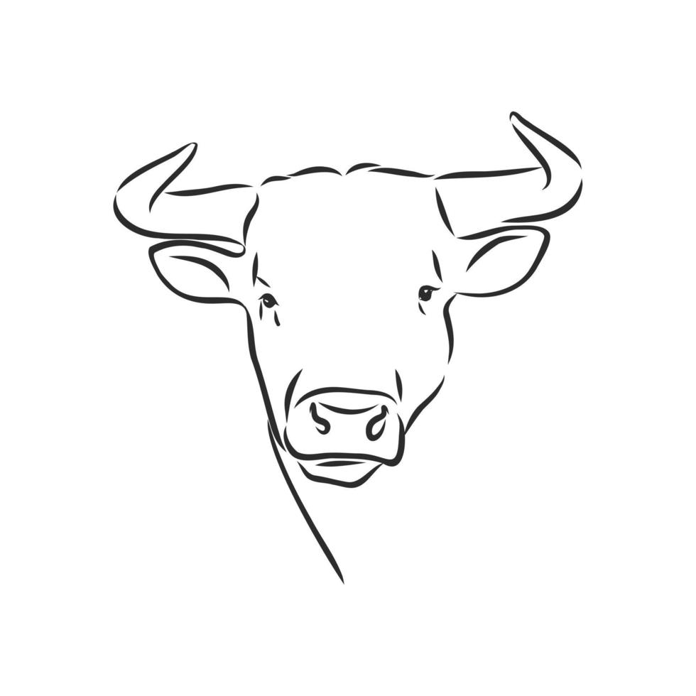 bosquejo del vector de la vaca del toro