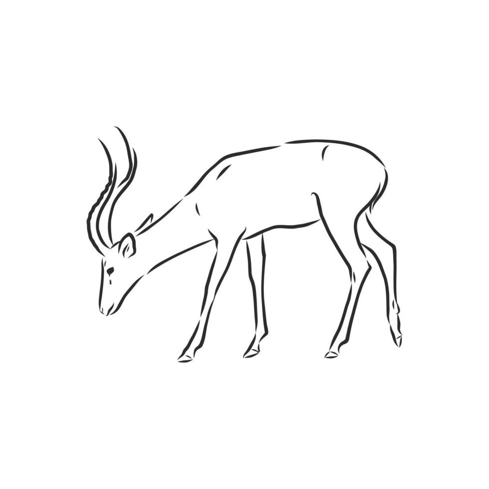 roe deer vector sketch
