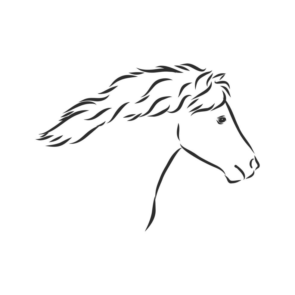 horse vector sketch