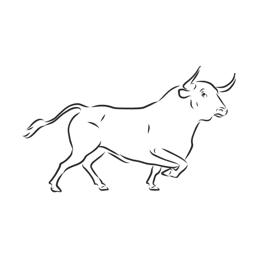 bosquejo del vector de la vaca del toro