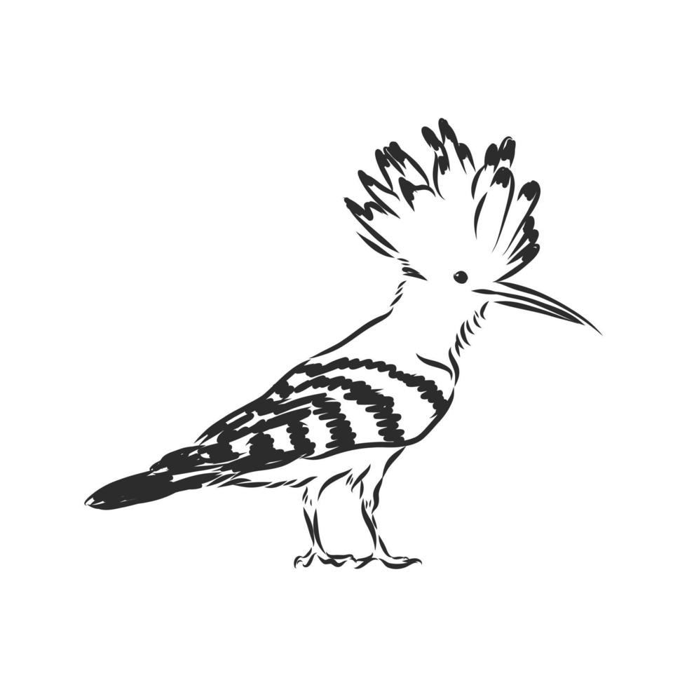 hoopoe bird vector sketch