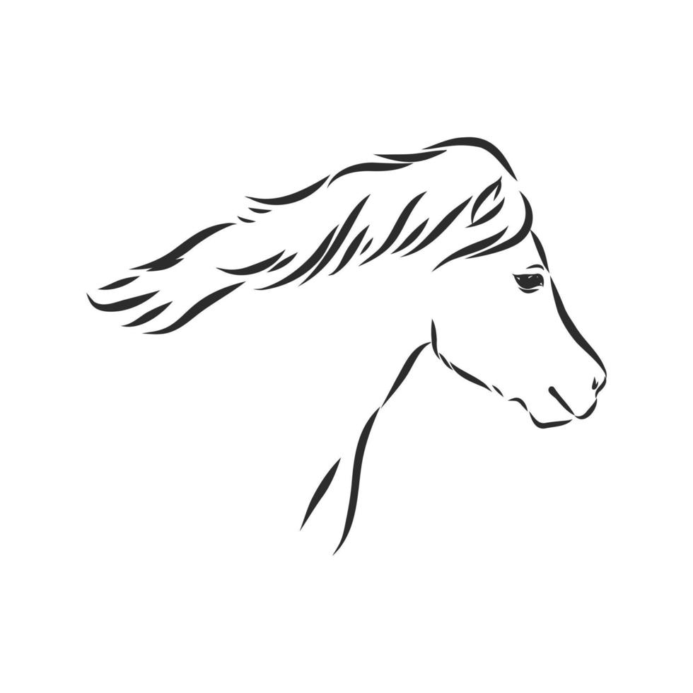 horse vector sketch