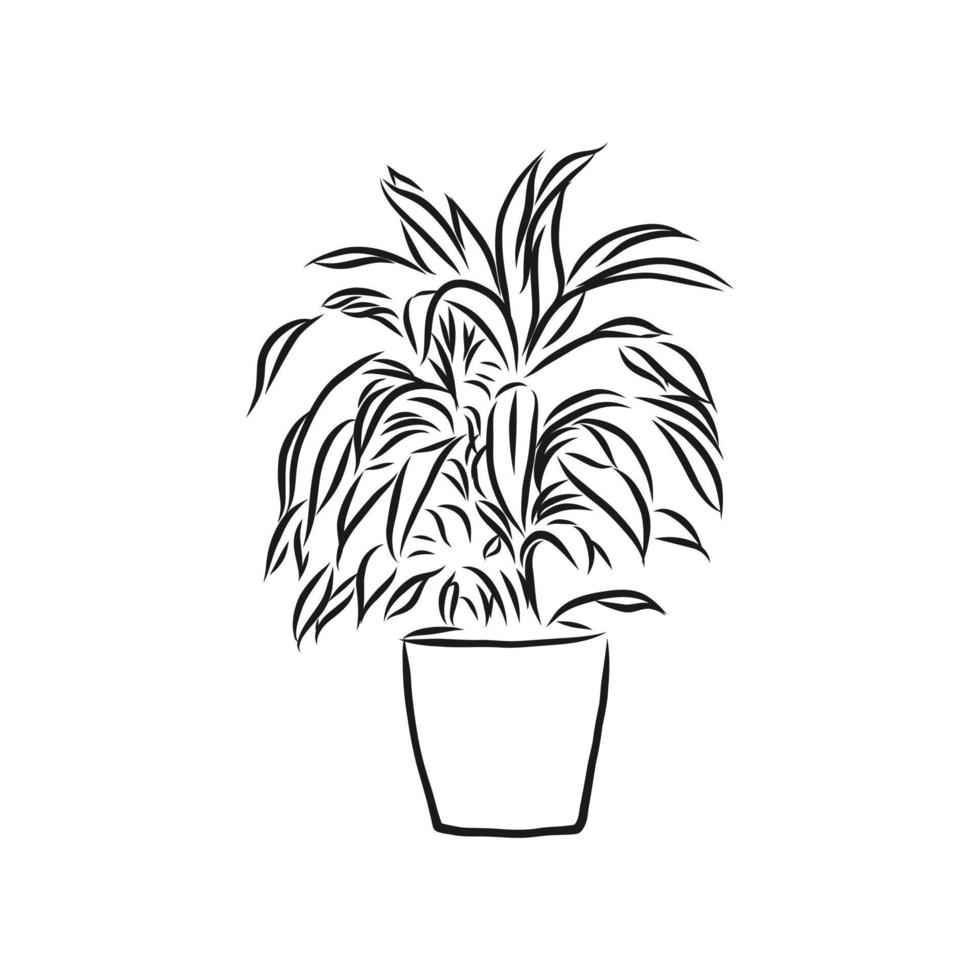 potted plant vector sketch