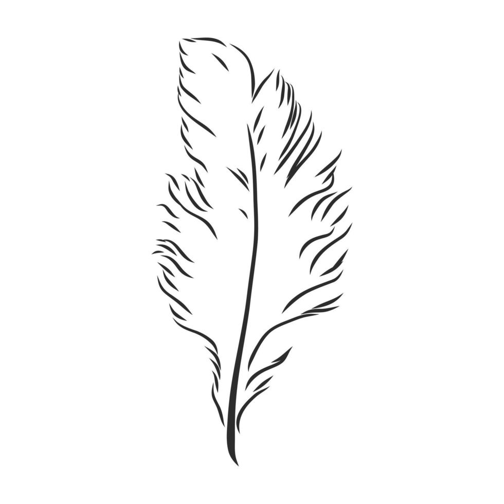 bird's feather vector sketch