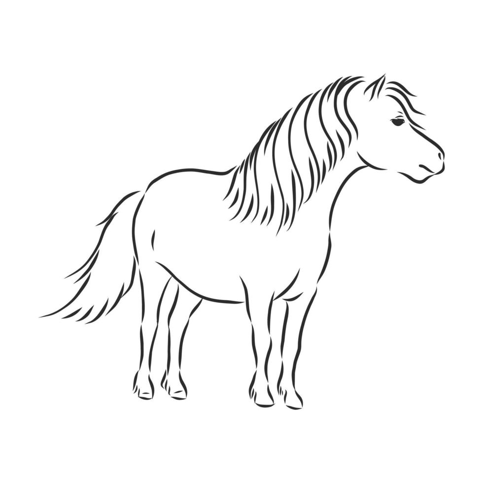 horse vector sketch
