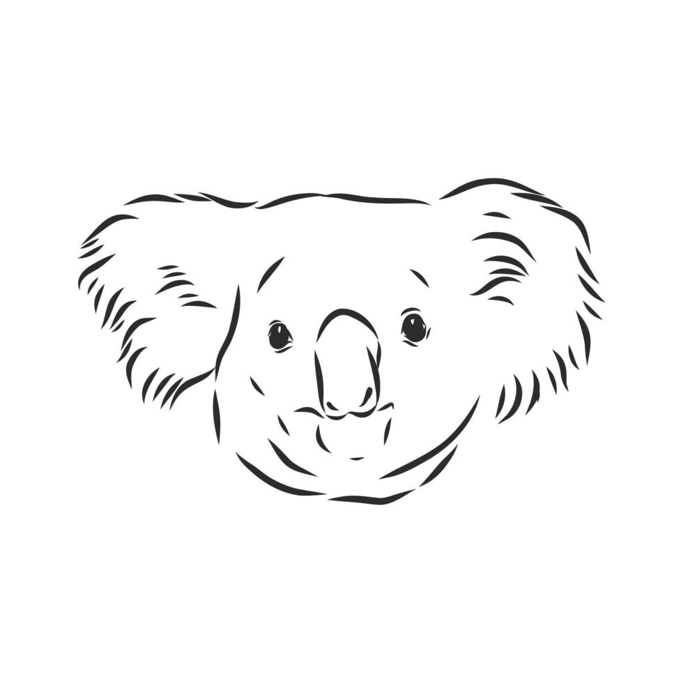 koala vector sketch