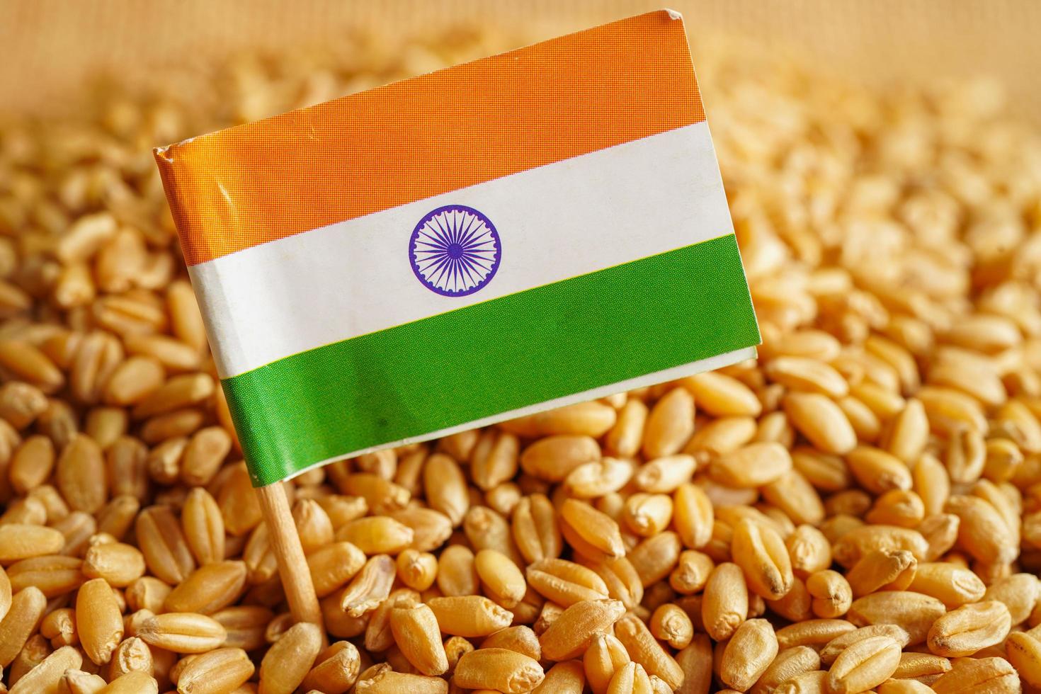 India on grain wheat, trade export and economy concept. photo