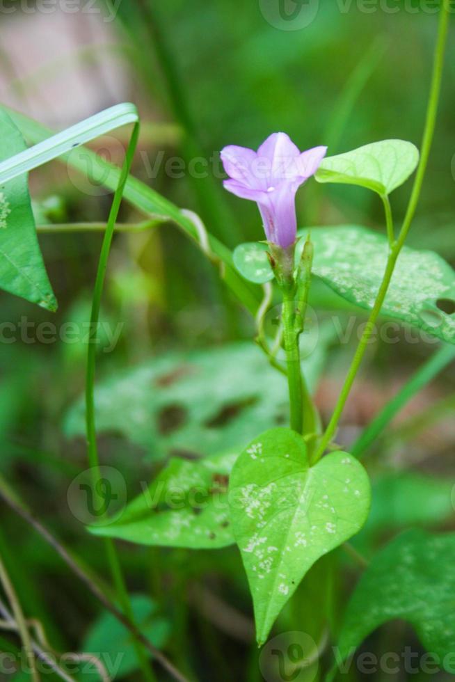 Purple flowers along the roadside and grass in the garden roadside and soft blur photo