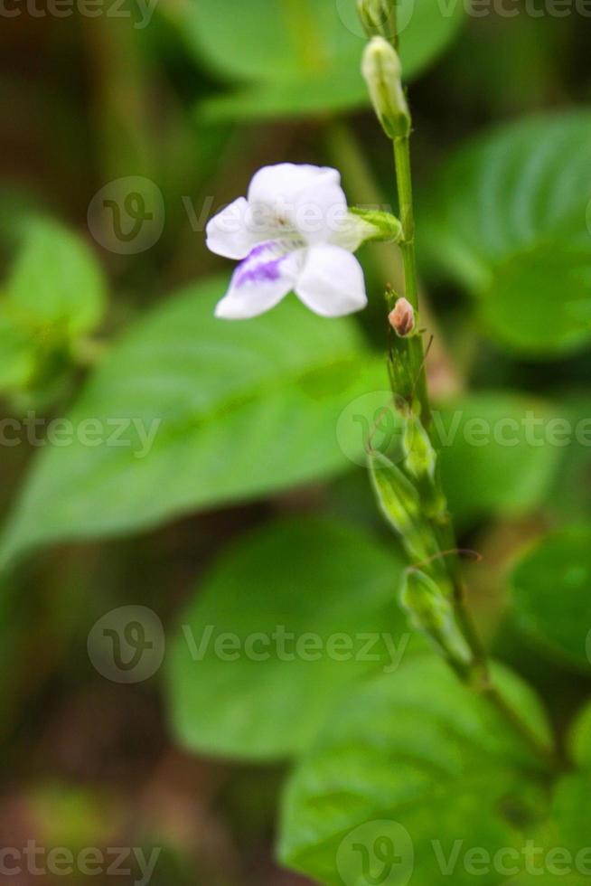 Purple flowers along the roadside and grass in the garden roadside and soft blur photo