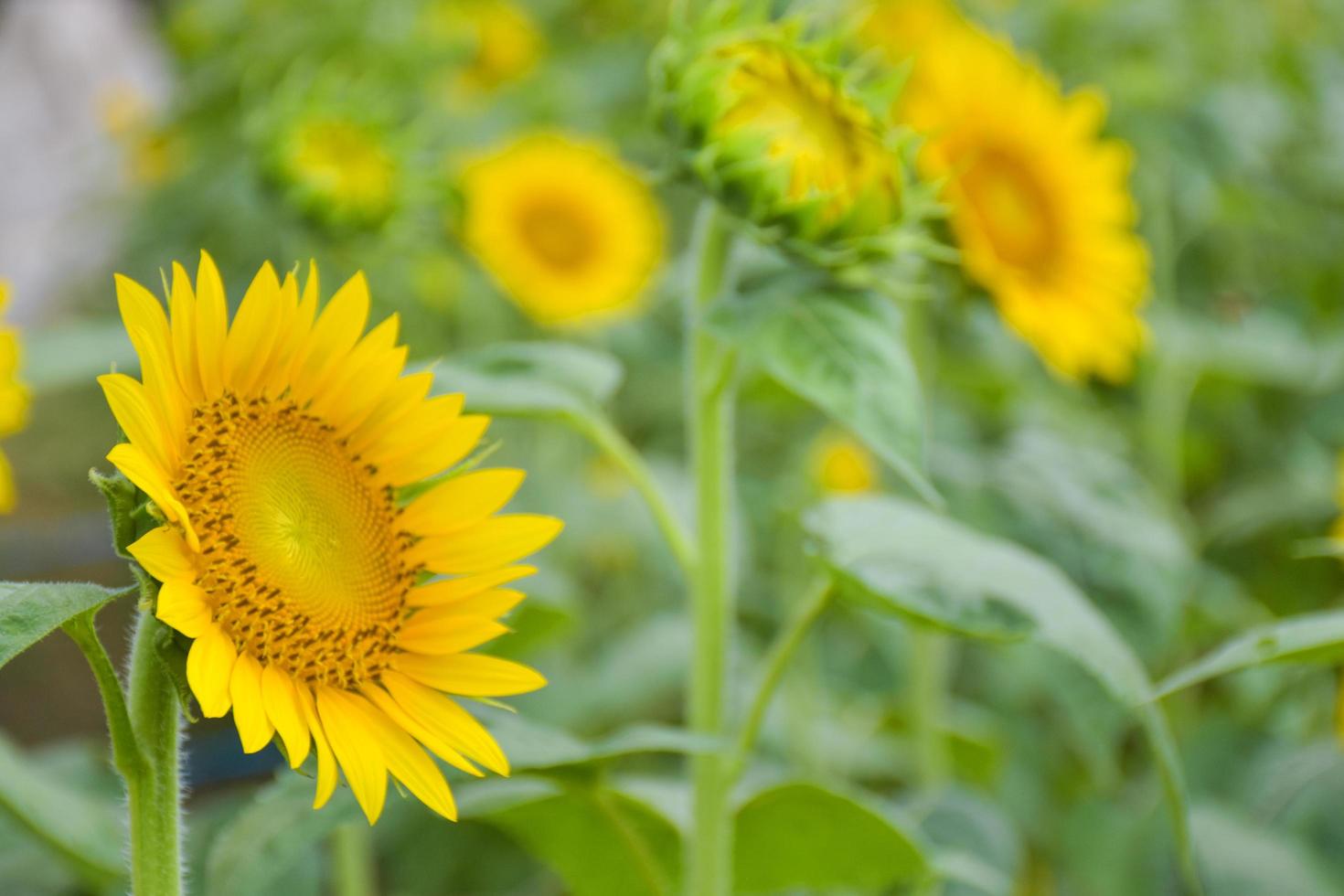 Yellow sunflower fields in full bloom in a tourist attraction in southern Thailand. photo