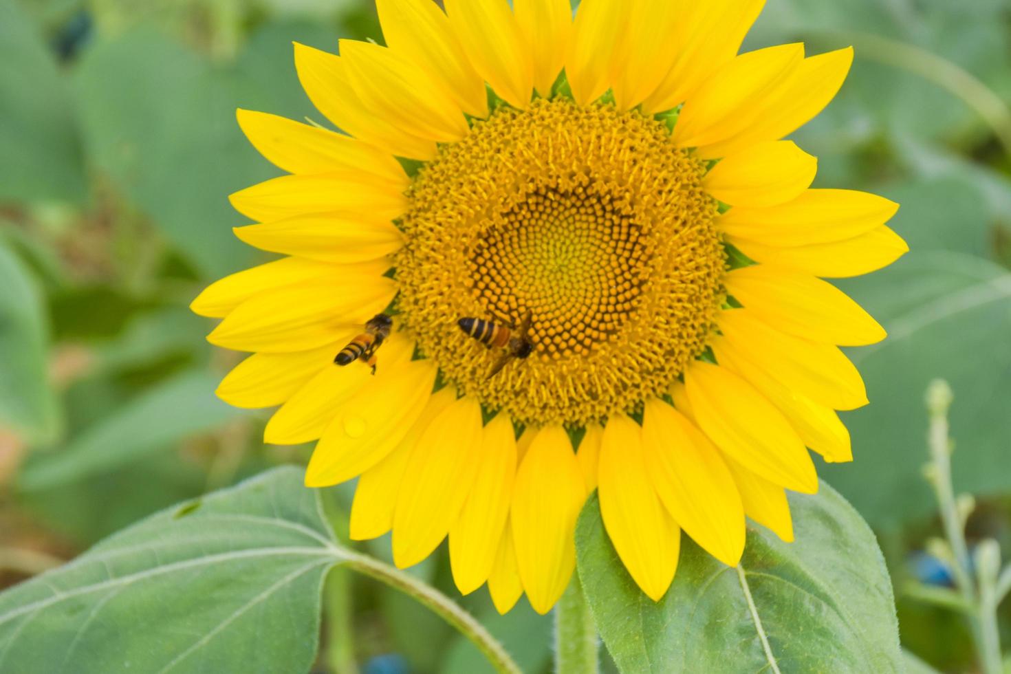 Yellow sunflower fields in full bloom in a tourist attraction in southern Thailand.2 photo