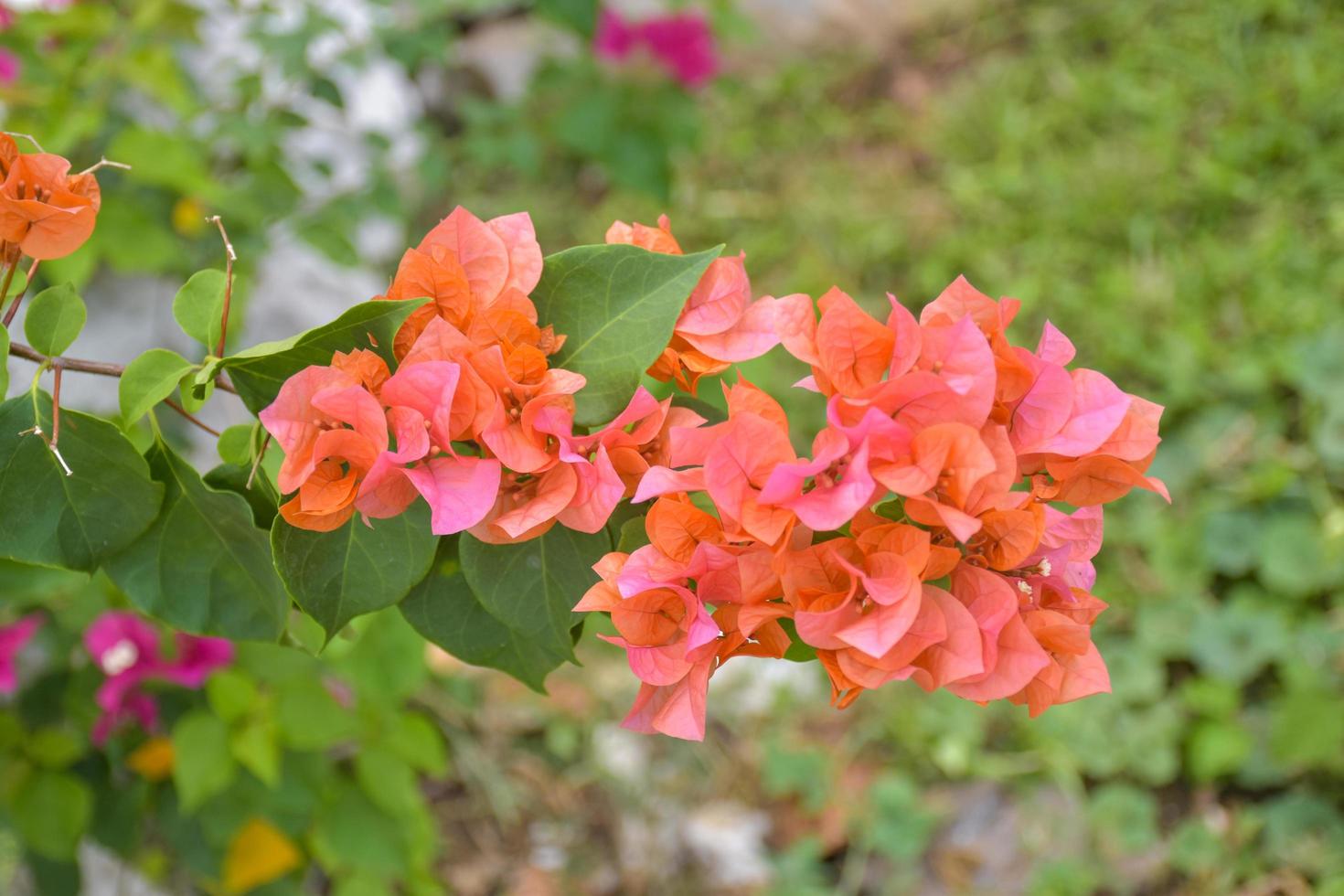 Orange bougainvillea blooming in a Thai public park Thailand photo