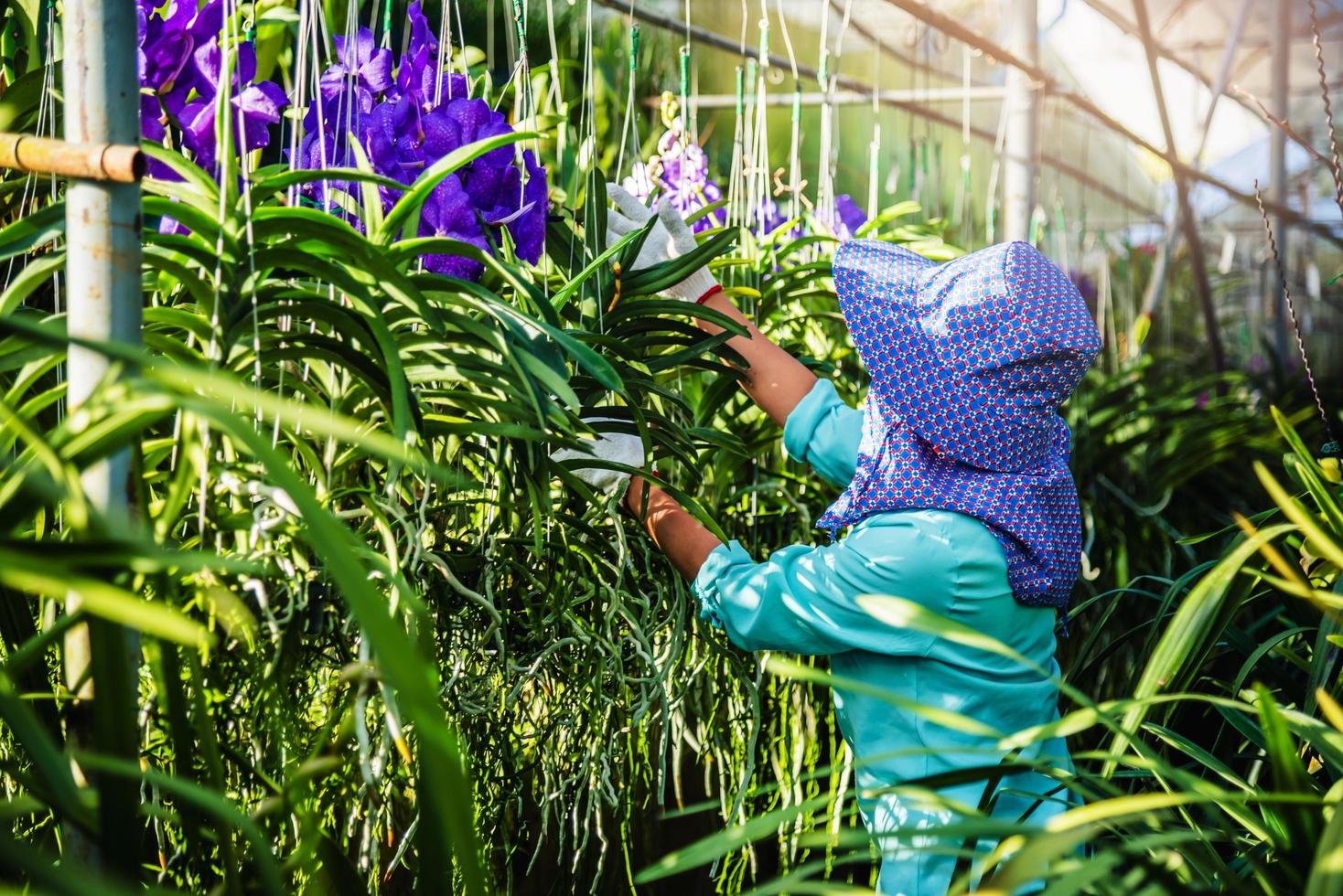 The young woman worker is taking care of the orchid flower in garden. Agriculture, orchid Plantation cultivation.Orchidaceae,Vanda coerulea photo