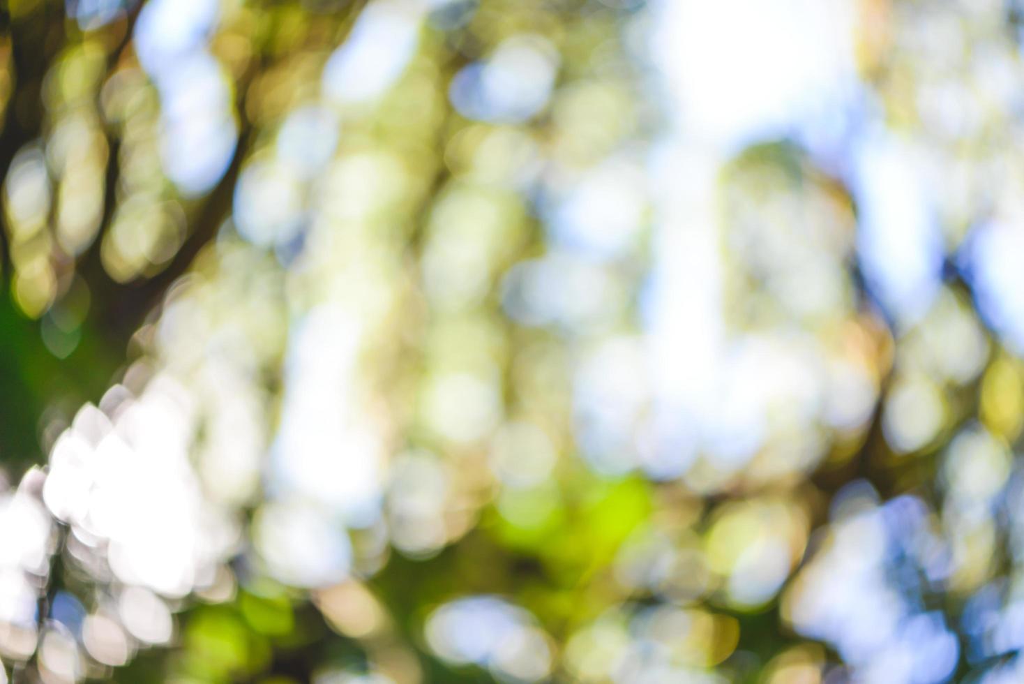 background blur natural and light background in the forest. photo