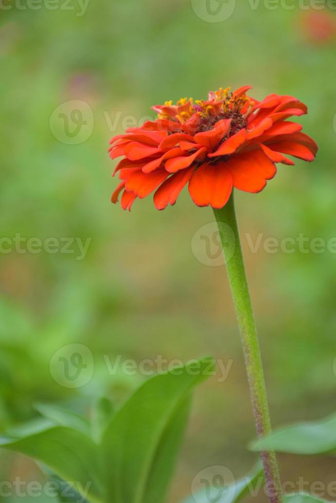 Orange zinnias are in full bloom and beautiful petals in a Thai garden. photo