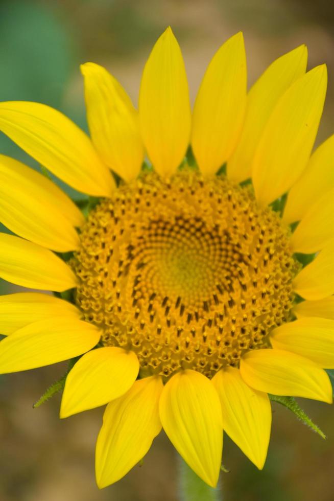 beautiful yellow sunflower fields in south Thailand parks. photo