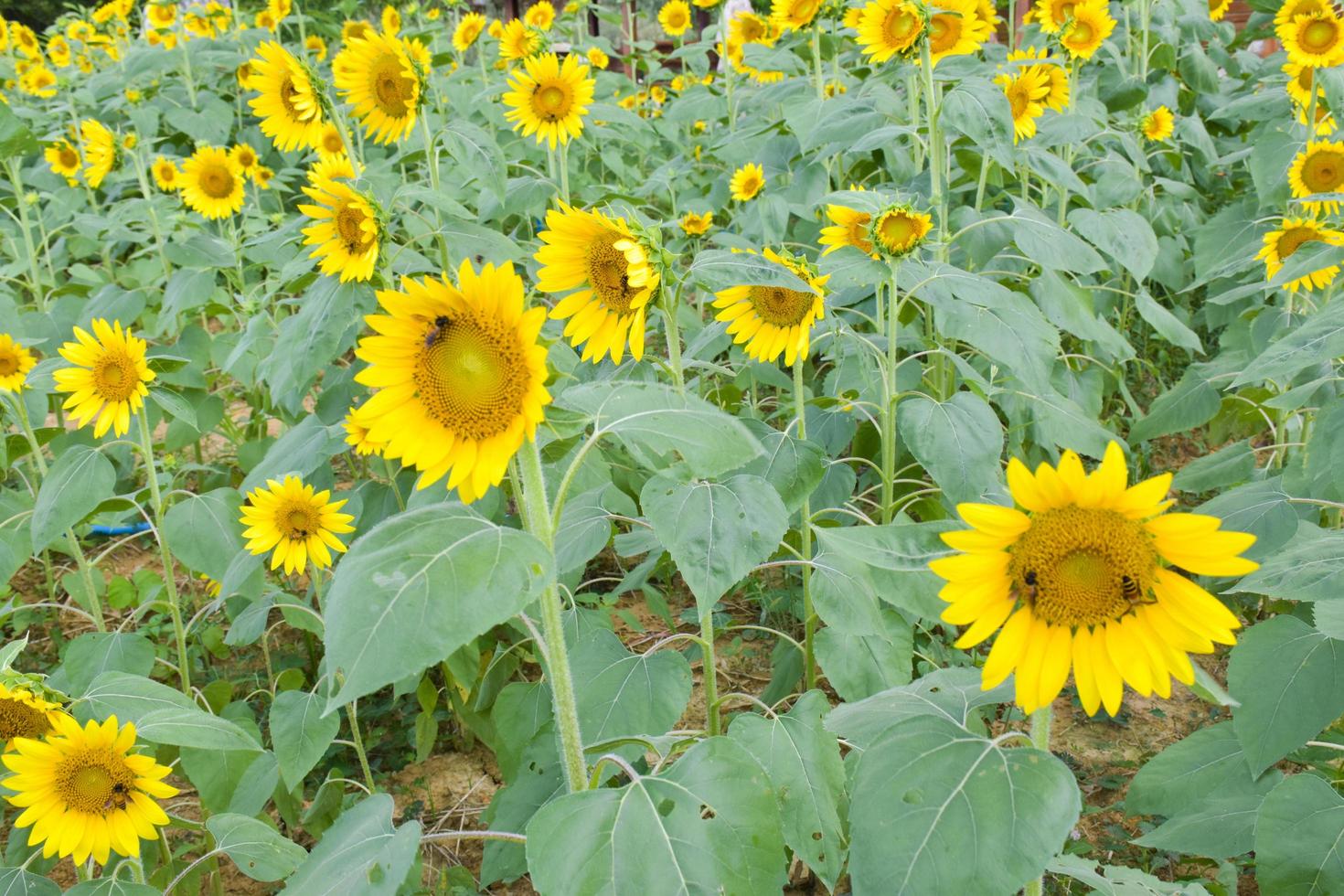 beautiful yellow sunflower fields in south Thailand parks. photo