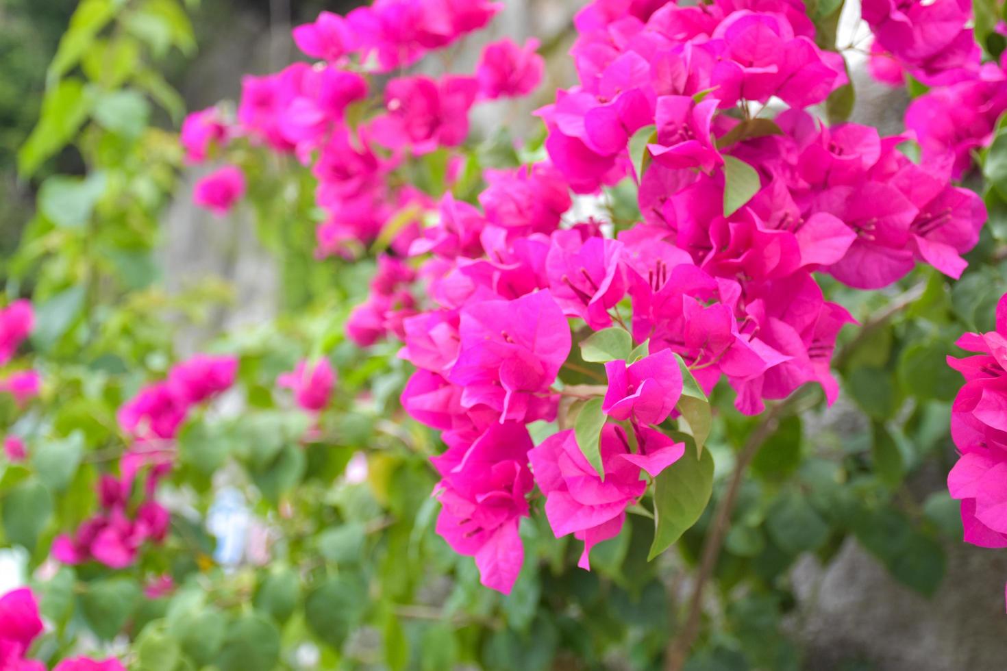 pink bougainvillea blooming in a Thai public park Thailand photo